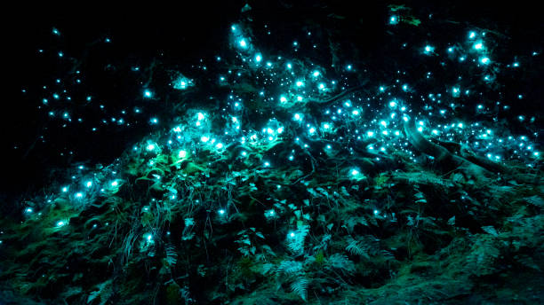 An Enchanting World of Glowworm Caves 2024